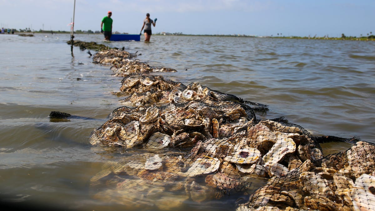 The Murky Connection Between The Coronavirus & Climate Change