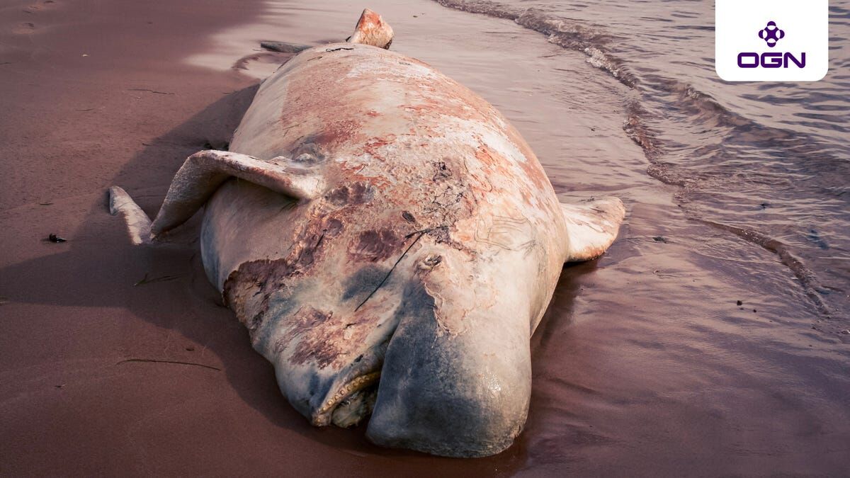 Deal Alert A Beluga Whale Beached Itself With A Stomach