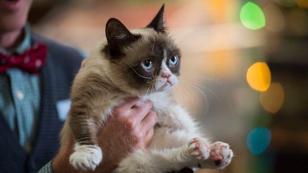 How To Consume Grumpy Cat S Worst Christmas Ever