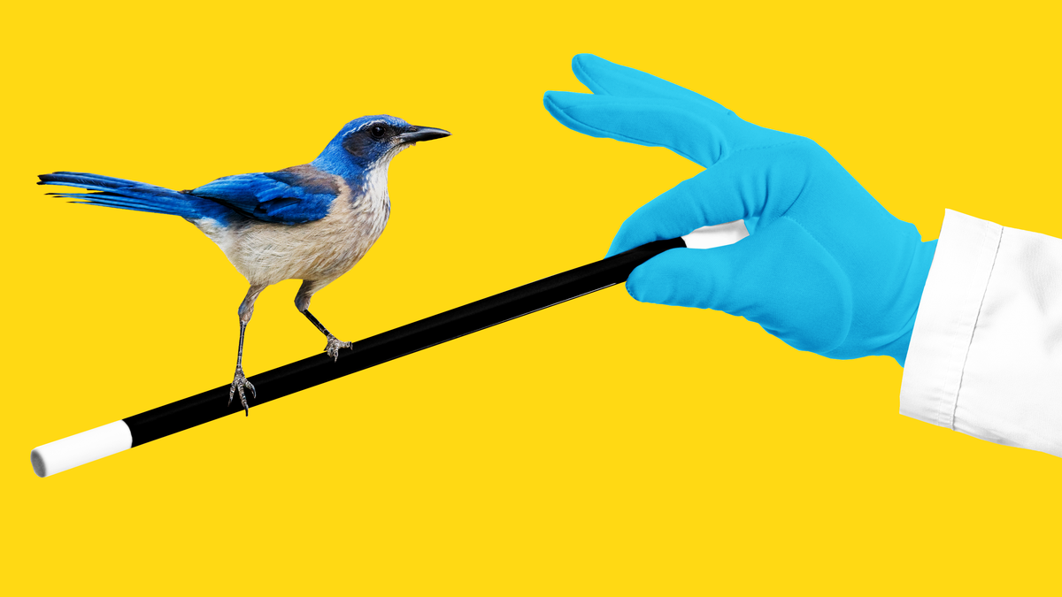 Why Scientists Should Use Magic to Study Animal Intelligence 1
