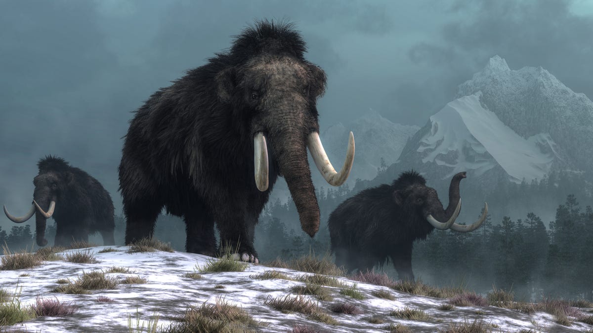 Climate Change Wiped Out the Mammoth, New DNA Study Shows - Gizmodo