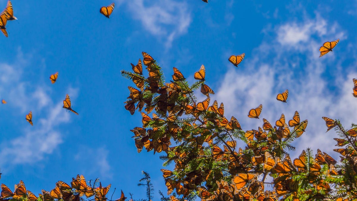 How to Spot Monarch Butterflies on Their Annual Migration