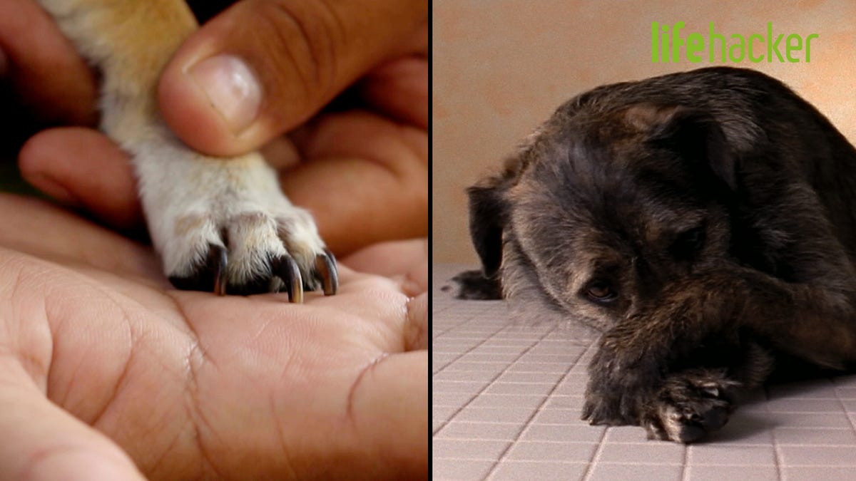 How to Cut Your Dog's Nails