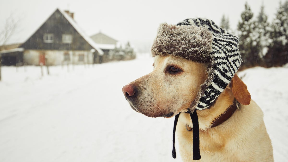 How Cold is 'Cold' for a Dog?