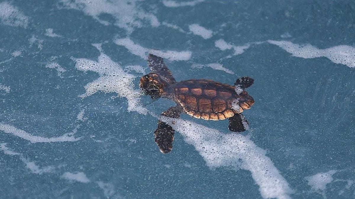 El aumento del nivel del mar arrasará con los criaderos de tortugas marinas