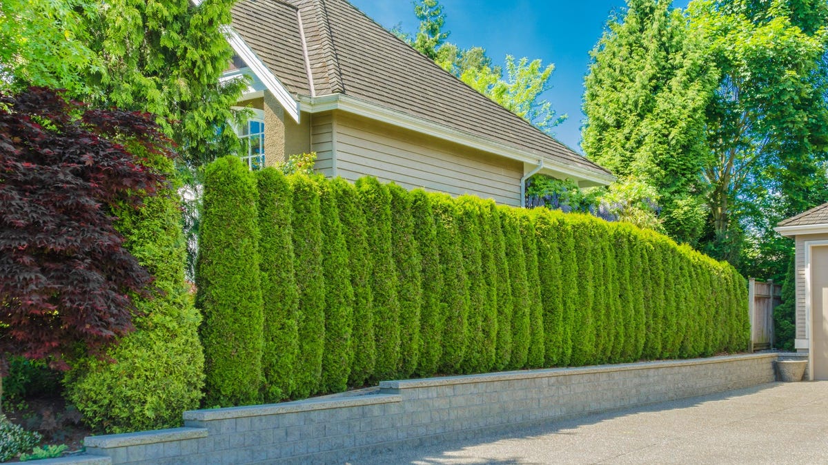 How to Create a Natural Fence With Trees and Shrubs