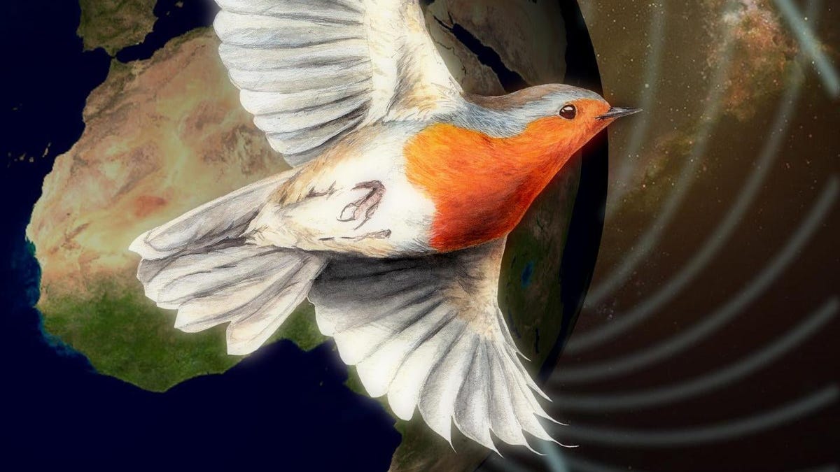 Birds Use Quantum Mechanics to See Magnetic Fields, New Research Suggests - Gizmodo