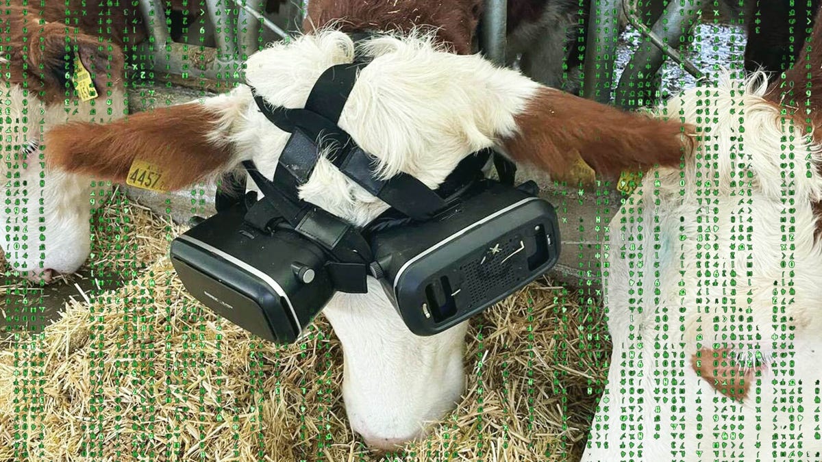 The Metaverse Is Already Here For Cows And It's Very Sad thumbnail