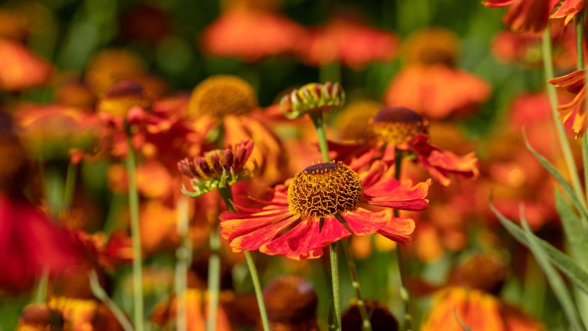 Use This September Garden Checklist to Get Ready for Fall