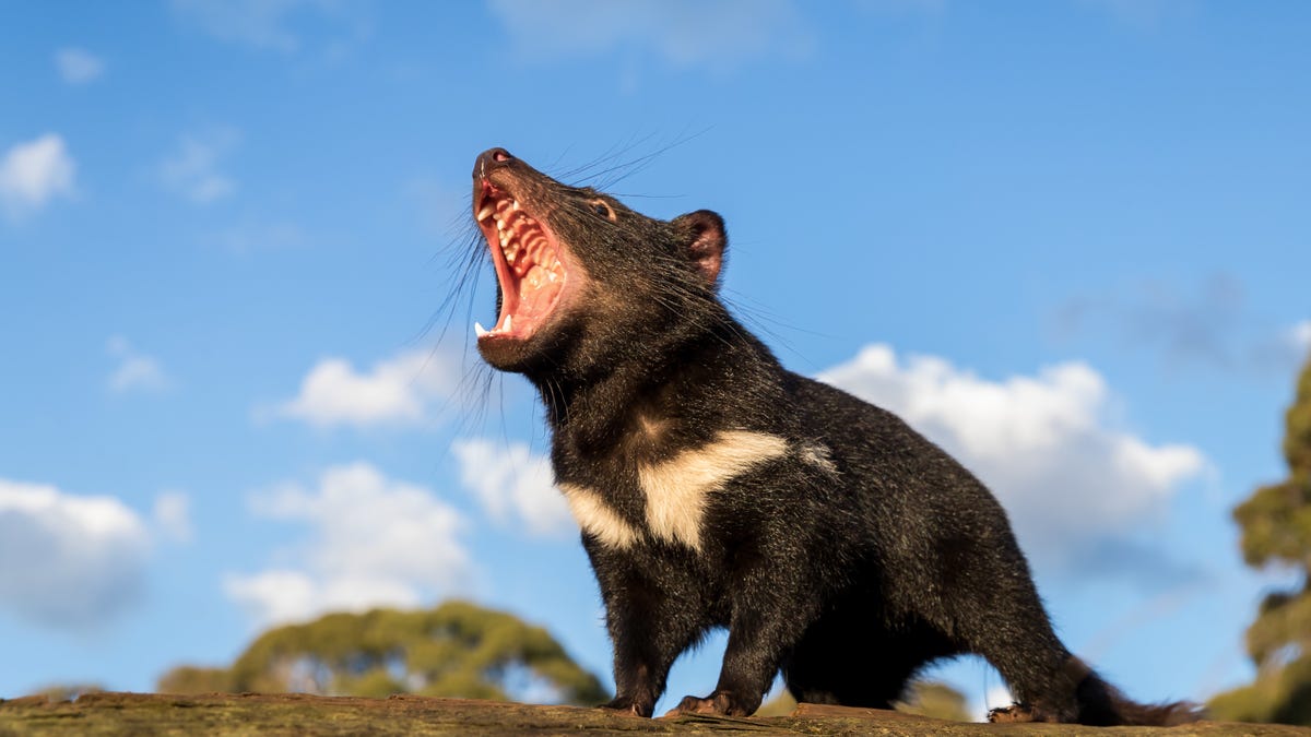Tasmanian Devils Are Back in Australia for the First Time in 3,000 Years 1