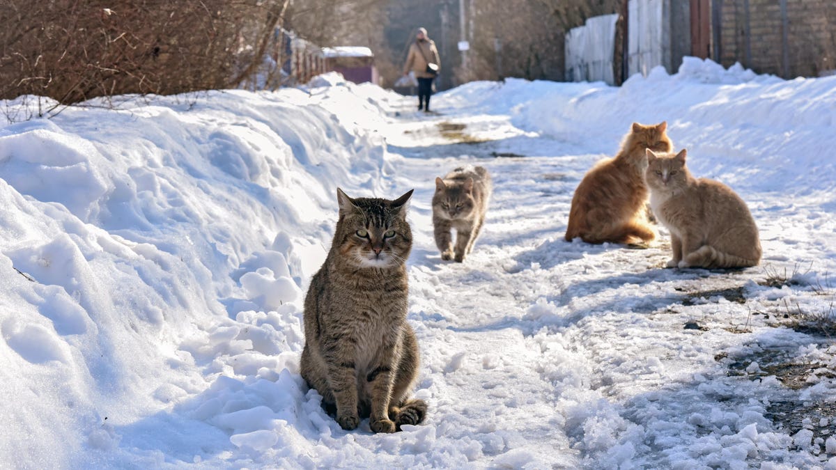 Starlink’s Self-Heating Online Satellite Dishes Are Attracting Cats