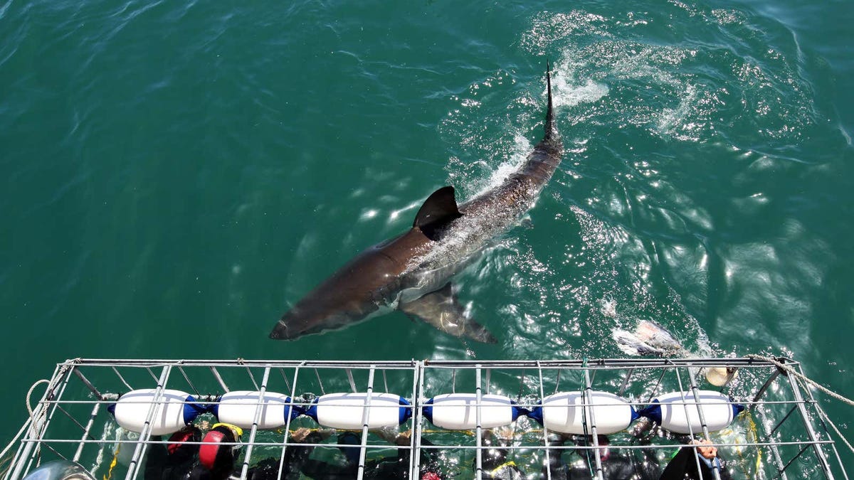 Se ofrece una rara oportunidad de conocer a un gran tiburón blanco