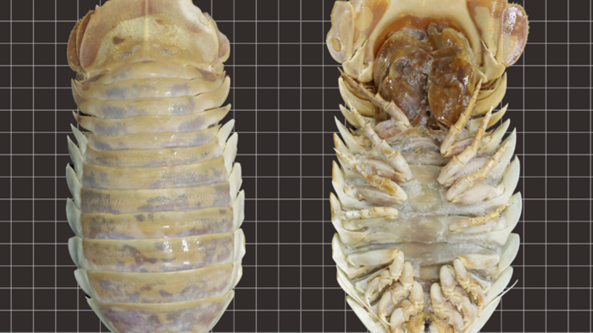 Een enorm diepzee-insect – eer, isopod – is ontdekt in de Golf van Mexico