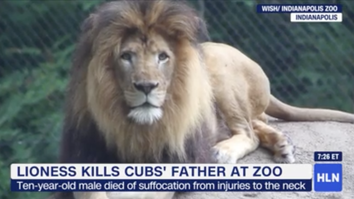 Lioness Murders the Father of Her Three Cubs at the Indianapolis Zoo