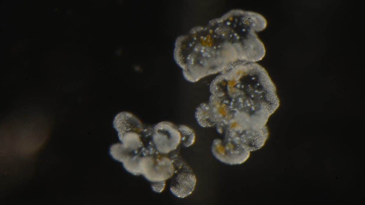 Upside-Down Jellyfish Release Weaponized Goo Packed With Toxic ‘Grenades’