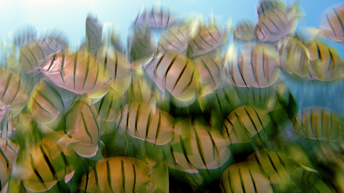 Illegal aquarium fish in hawaii