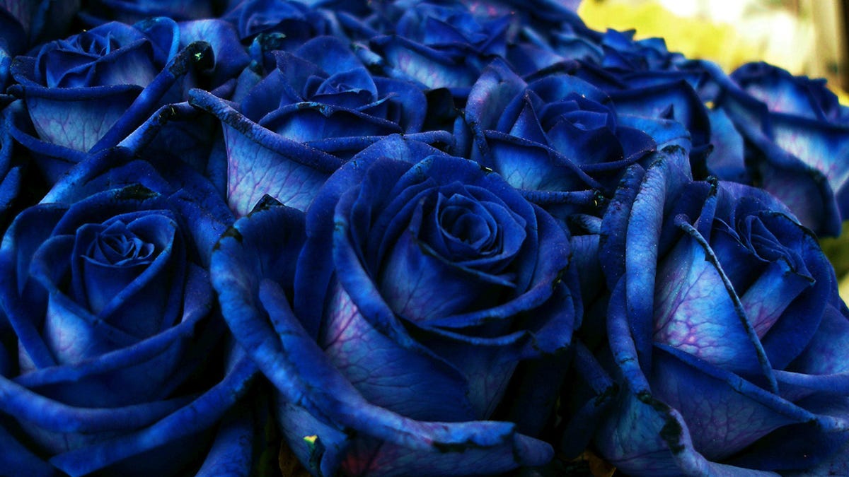 Por qué las rosas azules que compras en realidad no son naturales (y nunca  podrán serlo)