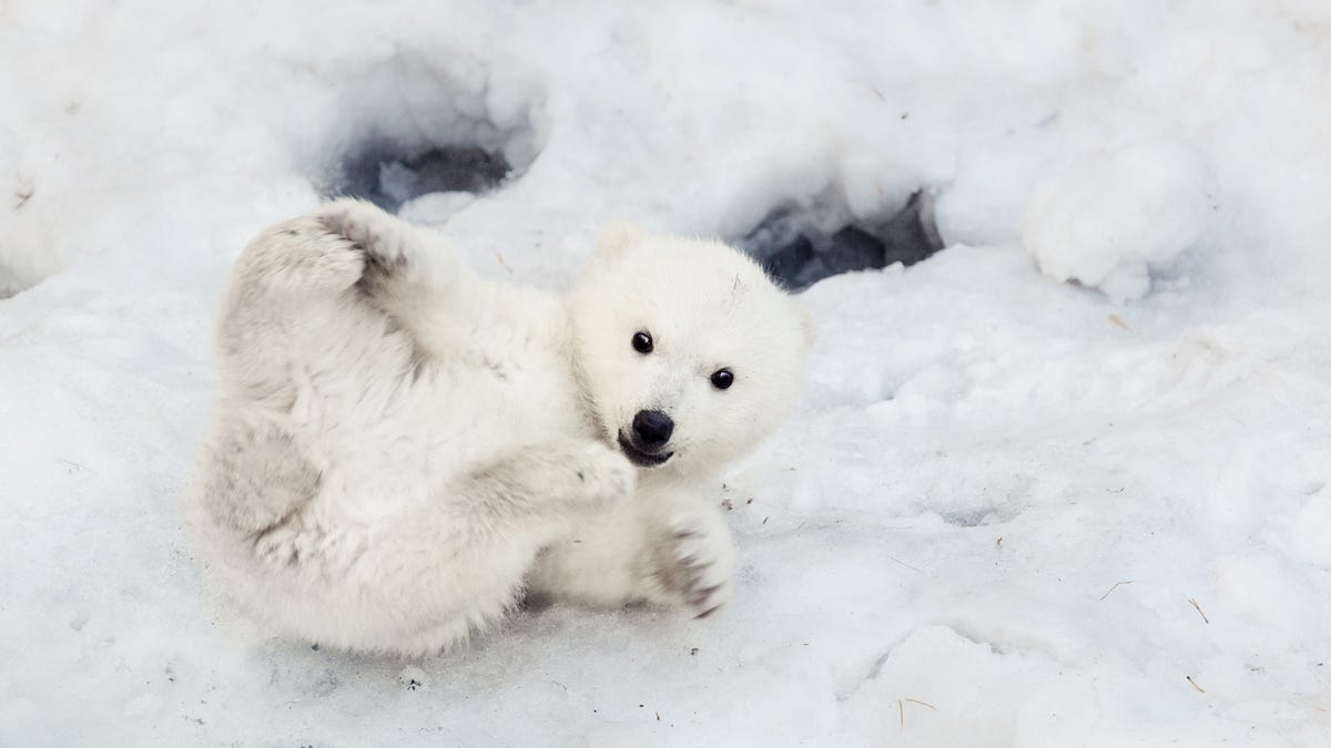 Calm Your Election Anxiety By Spending Some Time With Polar Bears