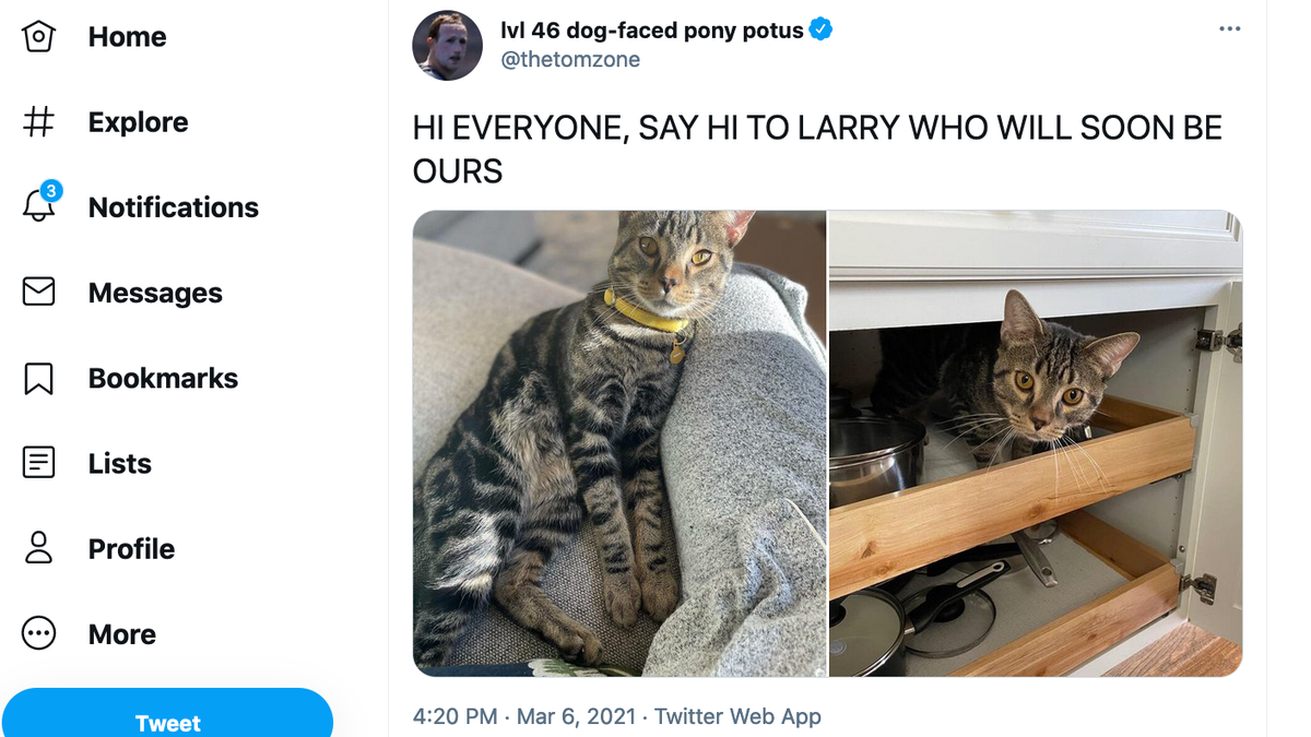 How I sold a Tweet about my cat as NFT for $ 50