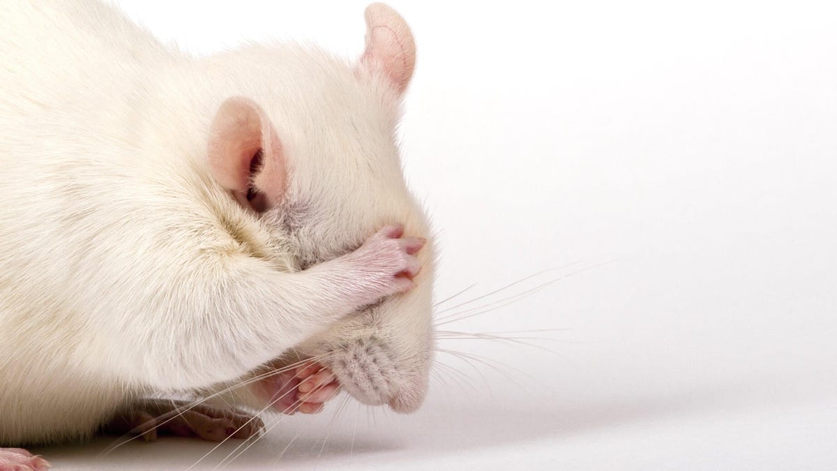 Los ratones borrachos evitaron la bebida gracias a los probióticos