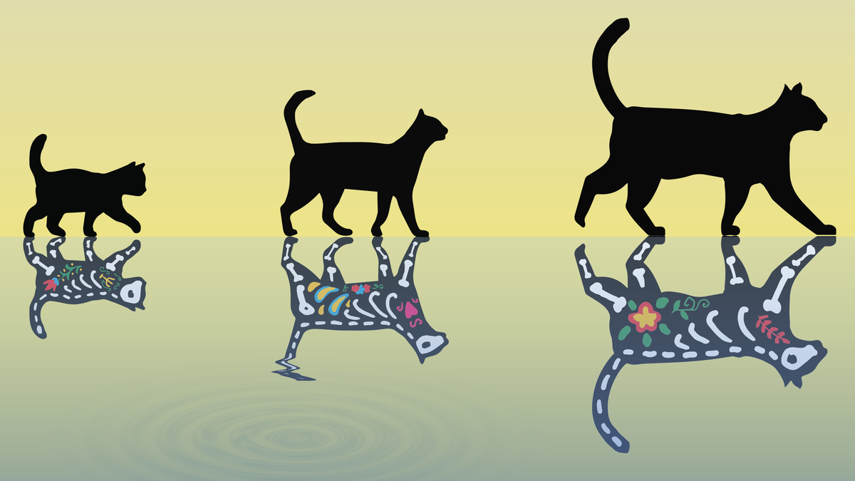 Fisikawan membuat kucing tergemuk Schrödinger yang pernah ada