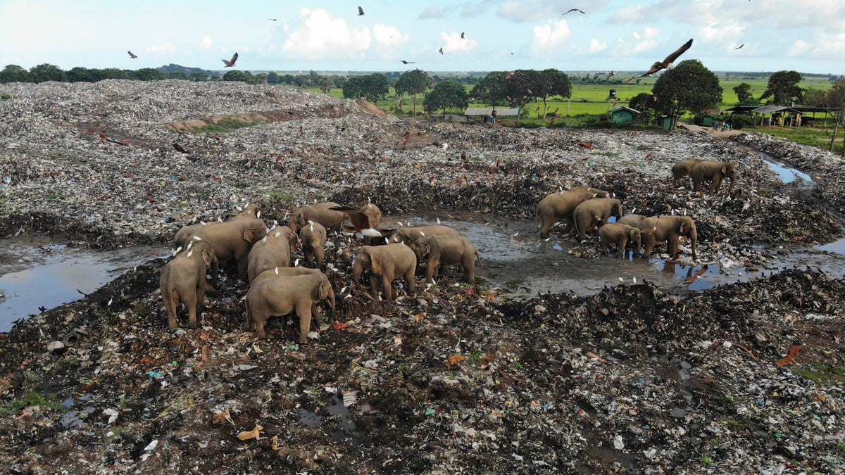 Elephants Found Dead After Eating Plastic at a Sri Lankan Landfill