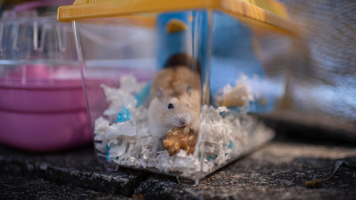 photo of Why Pet Hamsters Are the Latest Suspect in Coronavirus Outbreaks image
