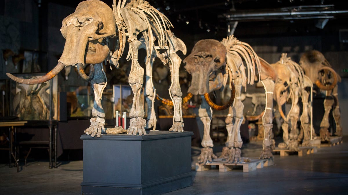 The CIA wants to revive the mammoth with genetic engineering
