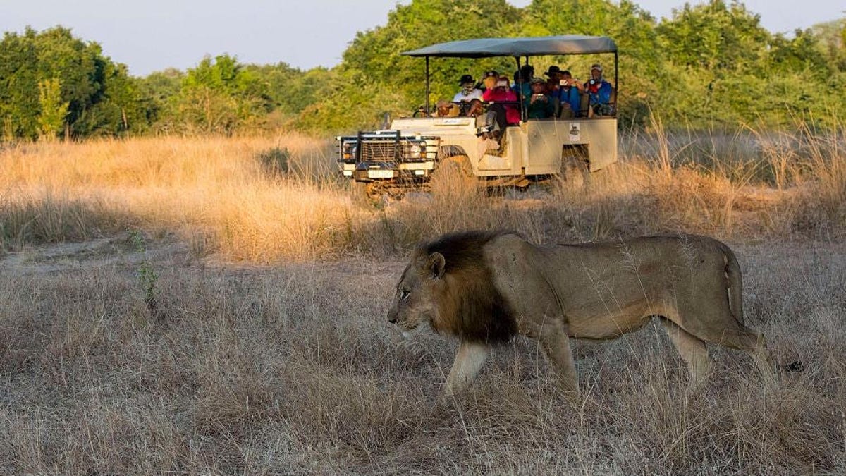 1 de cada 4 leones y leopardos tenía heridas de escopeta o de honda en un  nuevo estudio