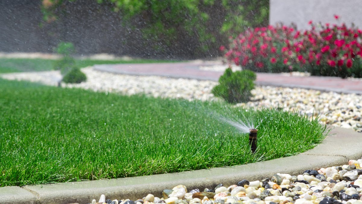 Why You Should Stop Watering Your Plants in the Middle of the Day