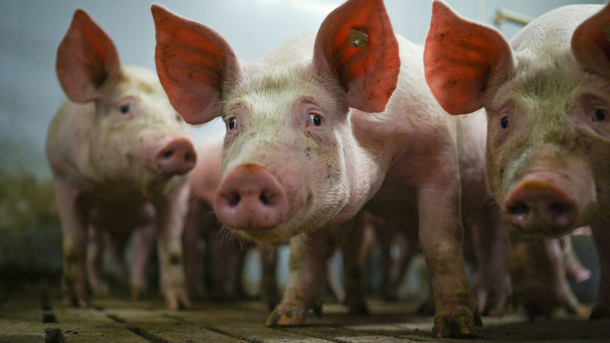 It Takes The Fat From 8,800 Pigs To Power A Transatlantic Flight | Automotiv