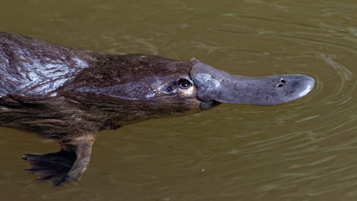 Researchers take another look at platypus DNA, and yes, it’s still weird