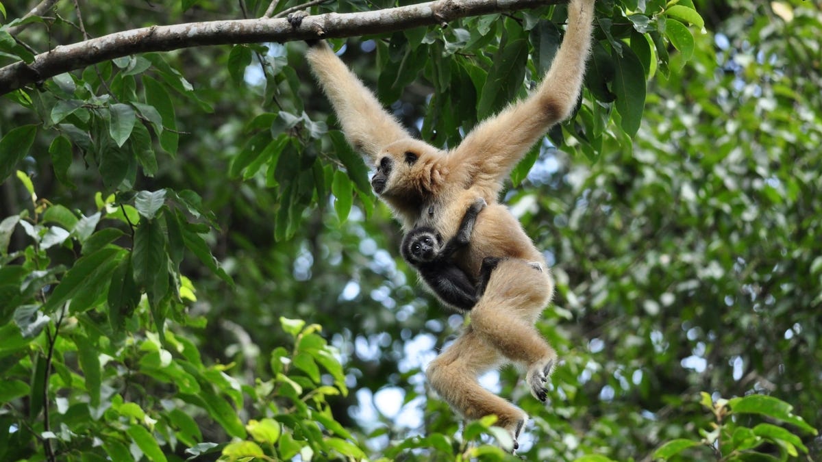 Gibbon in Japanese Zoo Got Pregnant Through Hole in the Wall