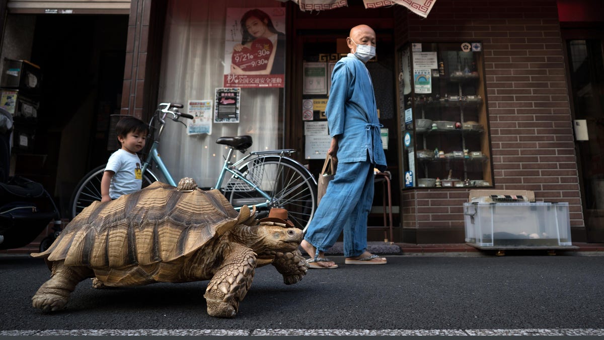 Camina con Hisao Mitani y su tortuga Bon-Chan en Tokio