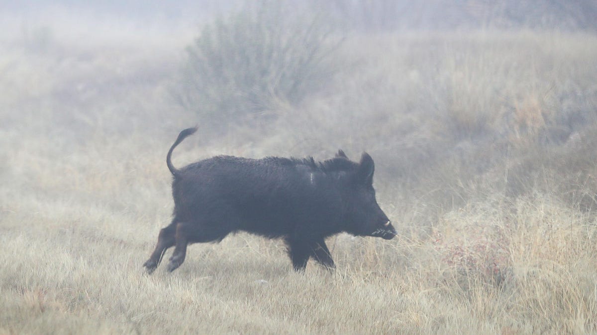 Feral Hogs Pollute The Climate As Much As 1 Million Cars