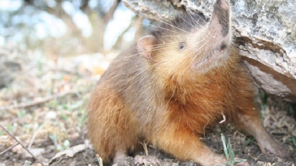 This Cute Little Guy Desperately Wants To Poison You