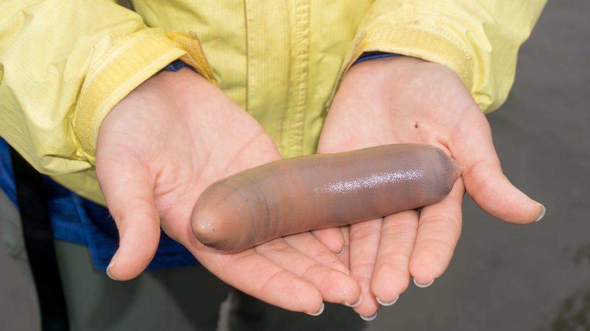 penisa robaka morskiego żel erekcyjny kobiety