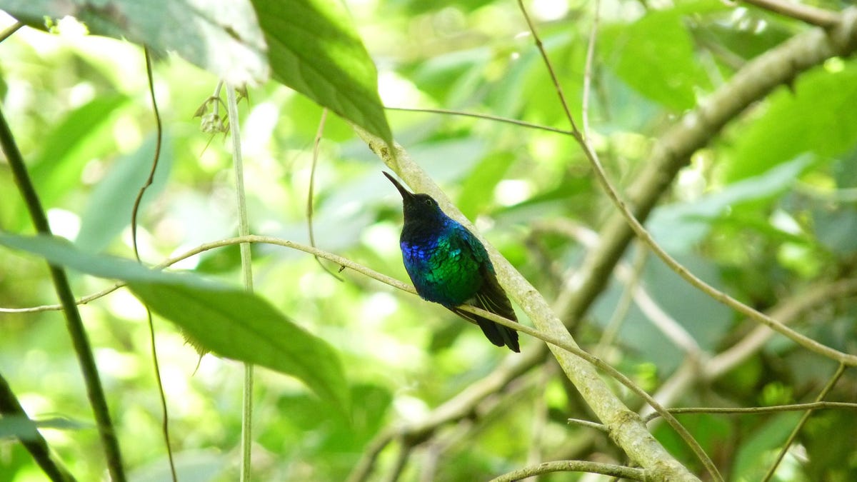 One of the World's Rarest 'Lost Birds' Photographed in Colombia