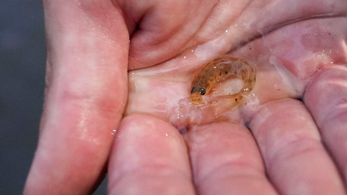 A Tiny Fish Is Returning to Its Stomping Ground After 50 Years