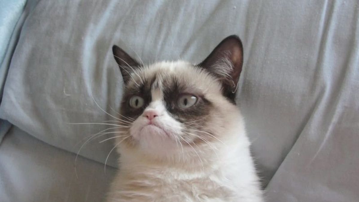 Grumpy Cat Earns Less Than 100 Million But Still More Than You