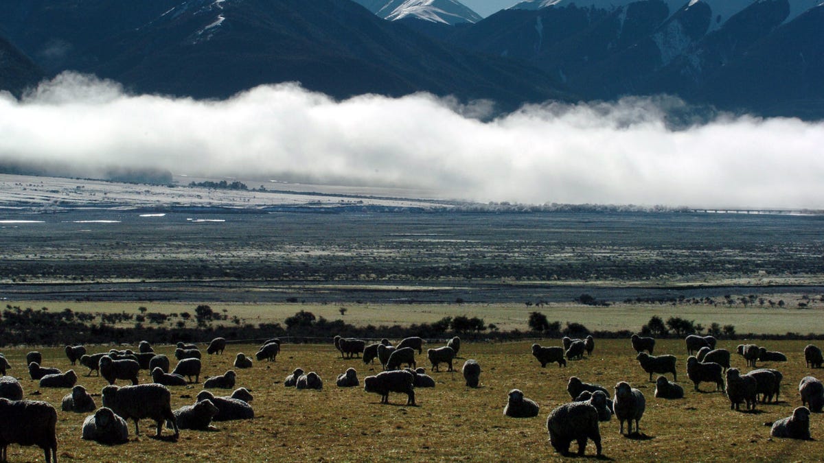 New Zealand Authorizes Several Film and TV Productions to Start Up, Including Lord of the Rings and Cowboy Bebop