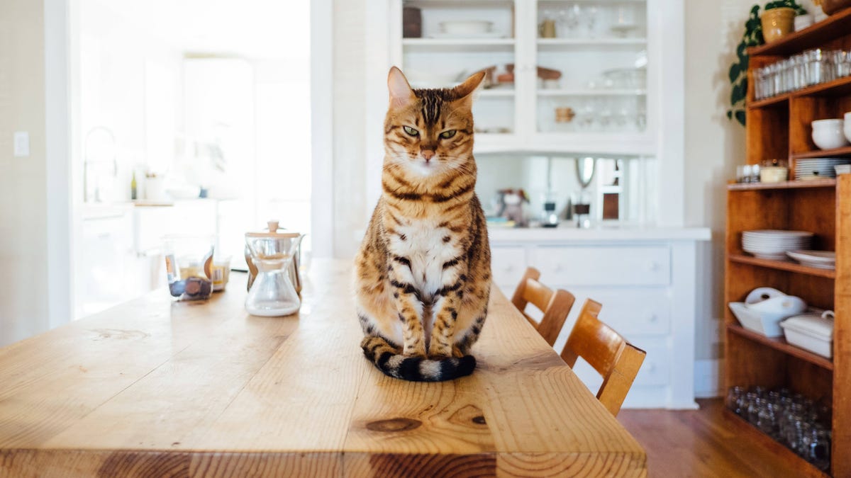 Got Cats You Need This Miracle Product For Cat Pee