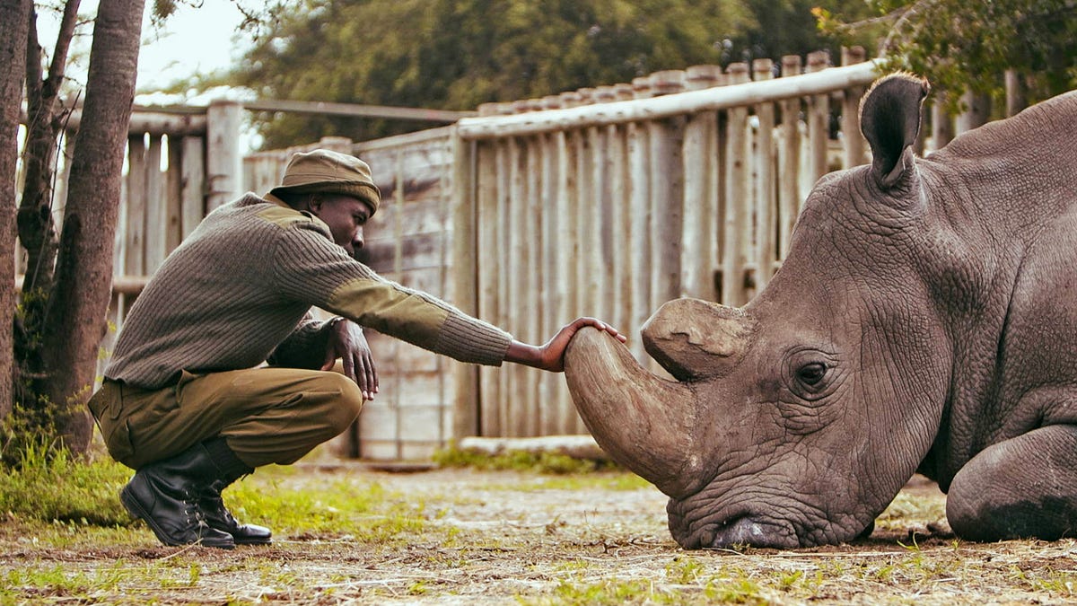 Meet the Man Keeping the Last Two Northern White Rhinos on Earth Alive
