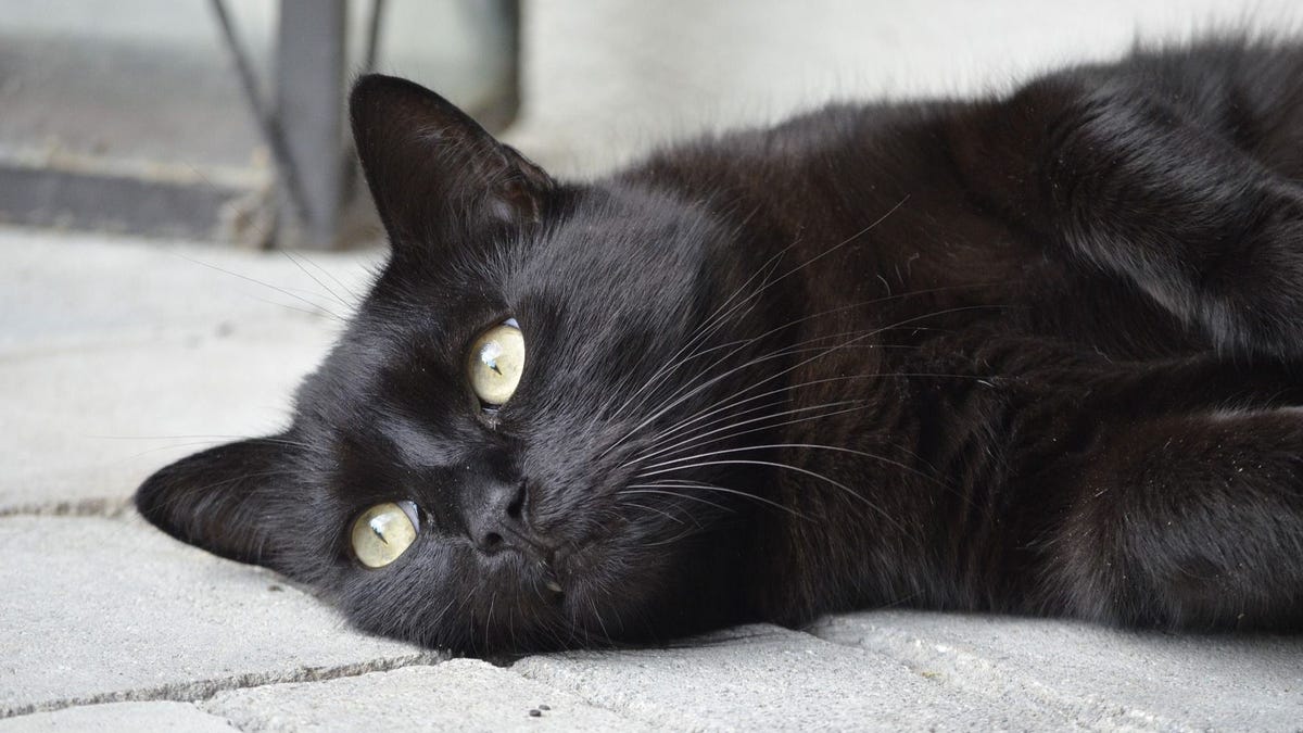 why-do-people-believe-in-superstitions-it-s-all-a-trick-of-the-mind