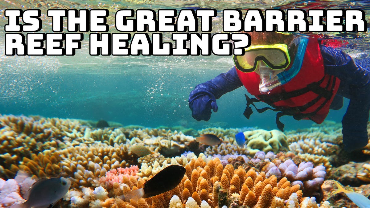 Is The Great Barrier Reef Healing? - Gizmodo