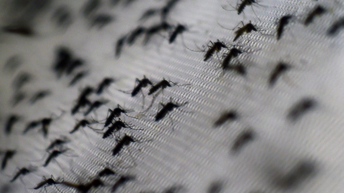 A 'Breakthrough' Trial Used Bacteria-Infected Mosquitoes to Stamp Out Dengue - Gizmodo