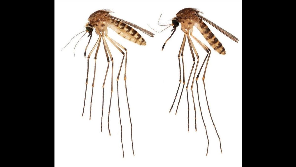 La Floride a un nouveau moustique envahisseur : Culex lactator