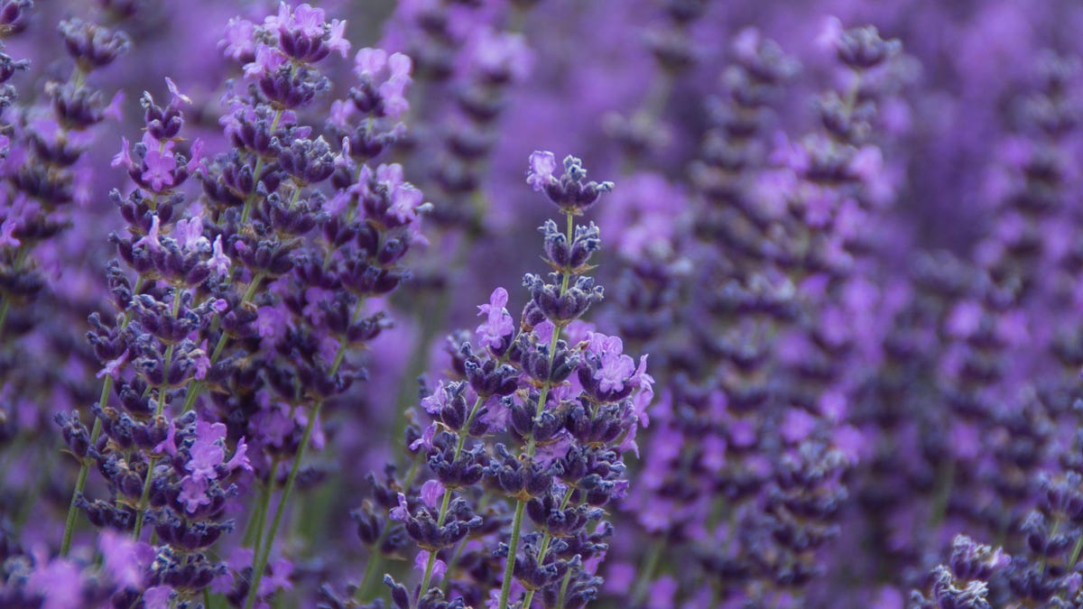 The Difference Between French and English Lavender