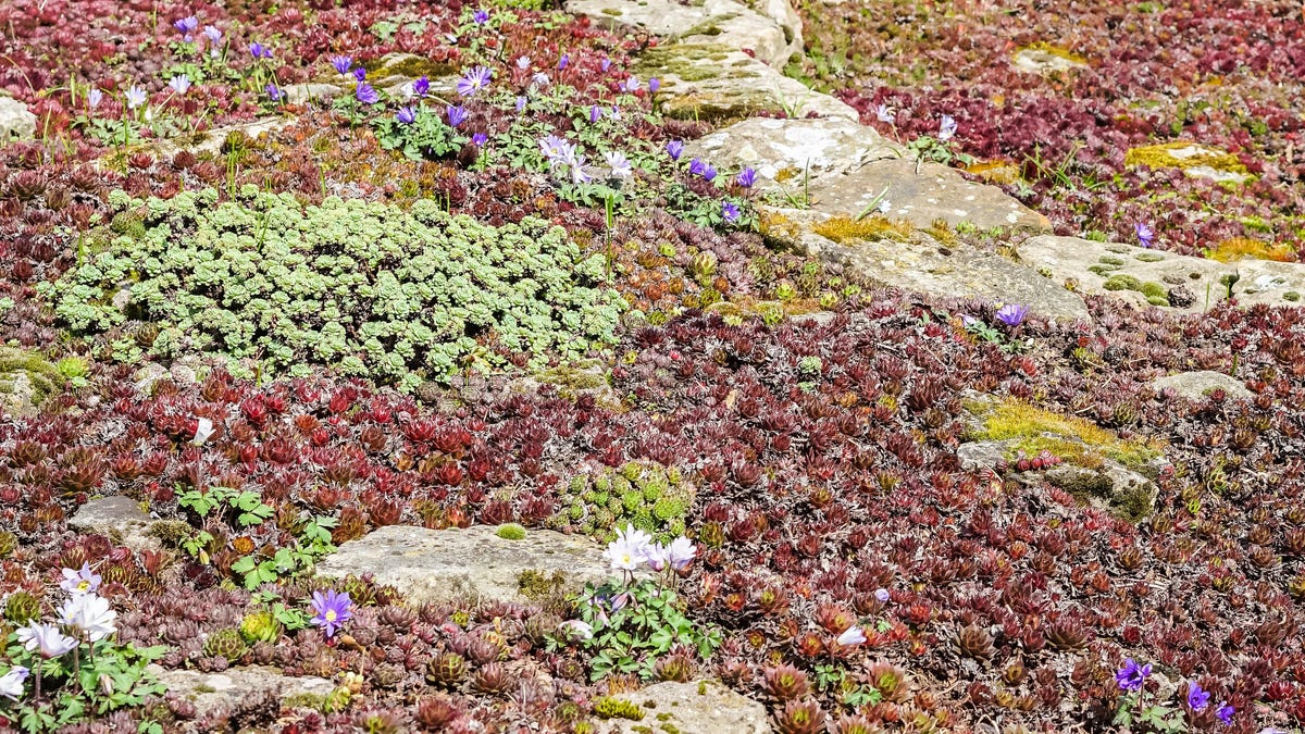 How to Plant a Tapestry Lawn (and Why You Should)