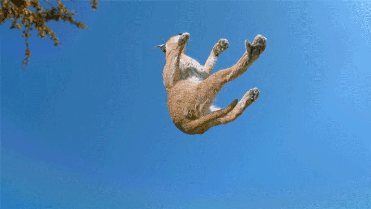 Slow Motion Footage Reveals Exactly How Cats Always Land On Their Feet